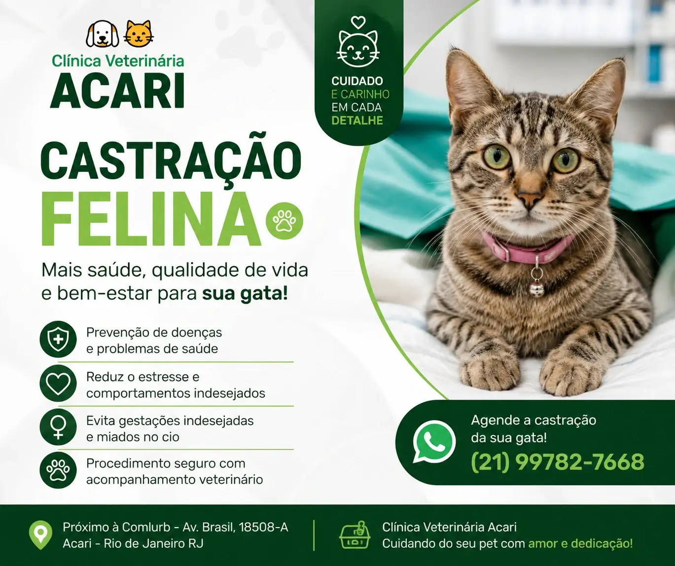 Castração felina em Acari RJ para gatos machos e fêmeas